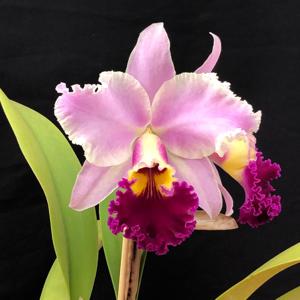 Rhyncholaeliocattleya Suzuki's Matrix