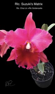 Rhyncholaeliocattleya Suzuki's Matrix