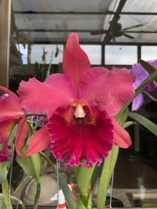 Rhyncholaeliocattleya Suzuki's Matrix