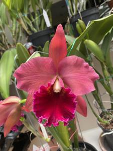 Rhyncholaeliocattleya Suzuki's Matrix