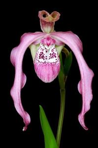 Phragmipedium Andean Tears