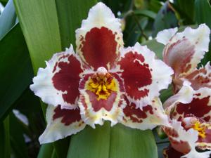 Oncidium Teipel's Harlequin