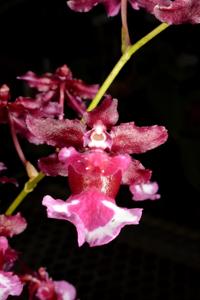 Oncidium Heaven Scent