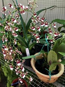 Oncidium Heaven Scent