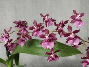 Oncidium Heaven Scent