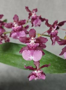 Oncidium Heaven Scent