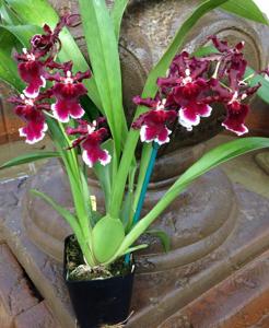 Oncidium Burgundian