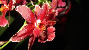 Oncidium Burgundian