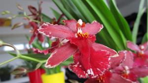 Oncidium Burgundian