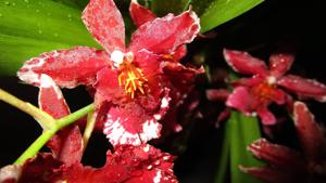 Oncidium Burgundian