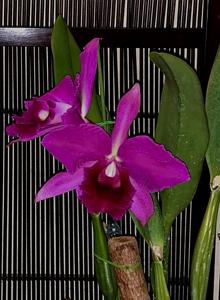 Rhyncholaeliocattleya Striking Beauty