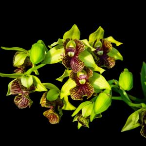 Dendrobium Mystic Bee