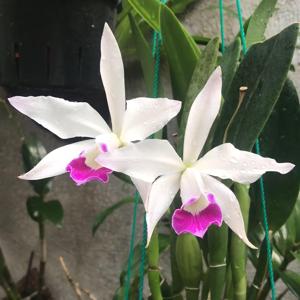 <i>Cattleya</i> Canaima's First