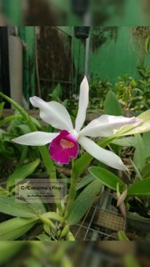 Cattleya Canaima's First