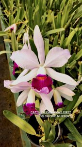 Cattleya Canaima's First