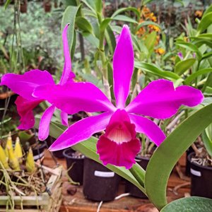 Cattleya Canaima's First
