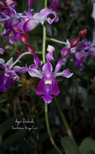 Dendrobium Broga Twist