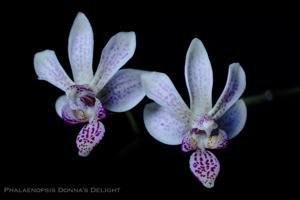 Phalaenopsis Donna's Delight