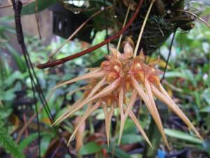 Bulbophyllum Jiraporn Punpreuk