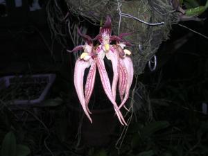 Bulbophyllum Ekachai Punpreuk