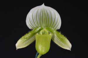 Paphiopedilum Hilo Jewel