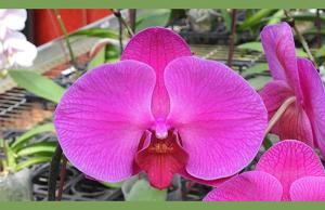 Phalaenopsis Bread Rose