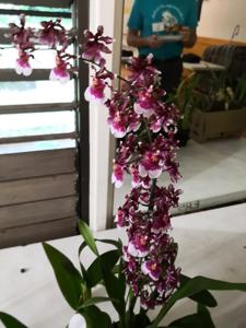 Oncidium Nia Rose