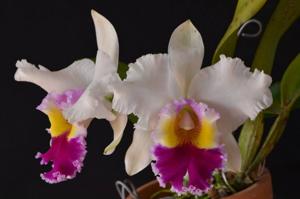 Rhyncholaeliocattleya Pratumma