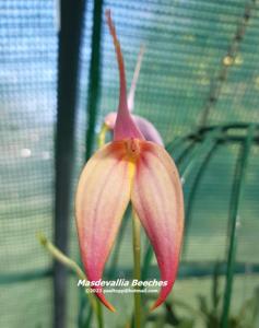 Masdevallia Beeches