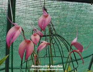 Masdevallia Beeches