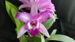 Laeliocattleya Miss Wonderful