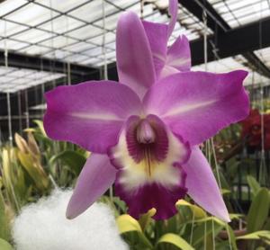 Laeliocattleya Miss Wonderful