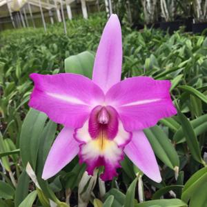 Laeliocattleya Miss Wonderful