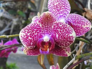 Phalaenopsis Fusheng Sweet Paradise