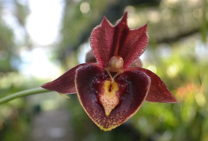 Catasetum Mark Dimmitt