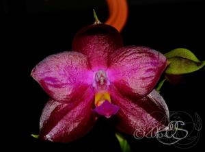 Phalaenopsis Lea Marie Salazar