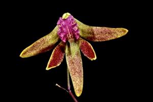 Dendrobium Tweetas