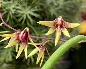 Dendrobium Tweetas