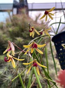 Dendrobium Tweetas