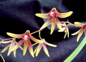 Dendrobium Tweetas
