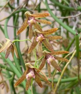 Dendrobium Tweetas