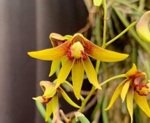 Dendrobium Tweetas