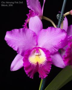 Cahuzacara Hsinying Pink Doll