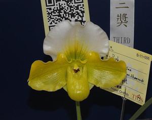 Paphiopedilum Pacific Emerald