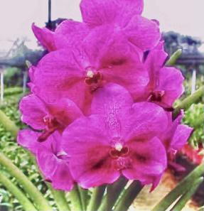 <i>Papilionanda</i> Shum Yip Leong