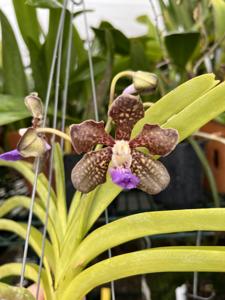 Vanda Densig