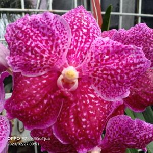 Vanda Narangba's Top Notch