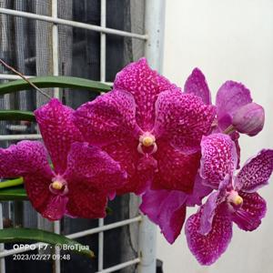 Vanda Narangba's Top Notch