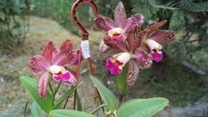 Rhyncholaeliocattleya Durigan