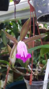 Cattleya binotii